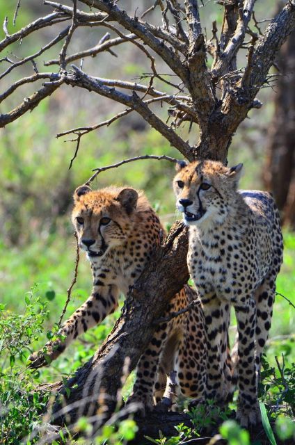 Kruger National Park 3 Days - Day 2: Exploring Wildlife and Nature
