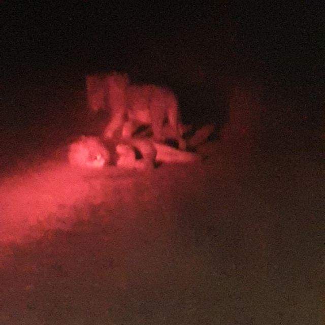 Kruger National Park Afternoon Safari - Inclusions Provided