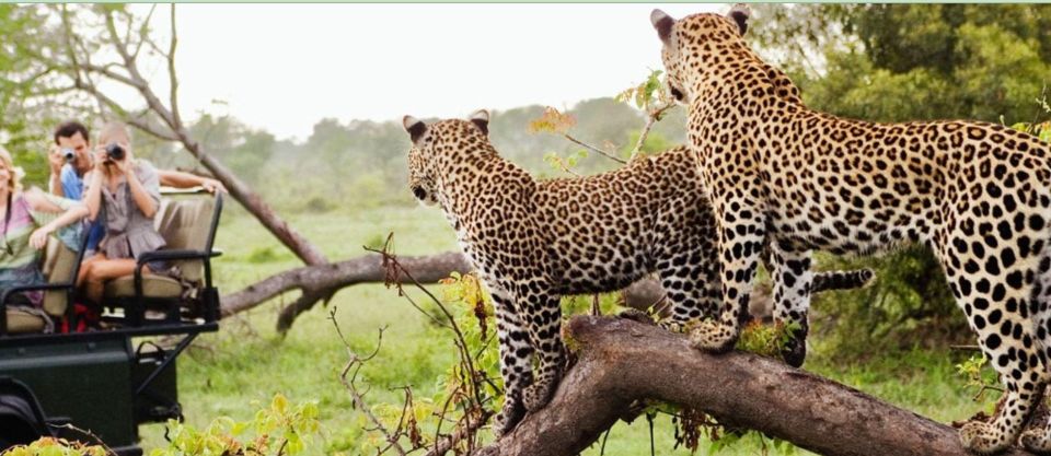 Kruger National Park Big 5 Tour - 4 Days From Johannesburg - Booking Details