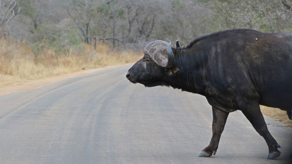 Kruger National Park: Justicia Village Visit & Safari Tour - Feedback and Reviews