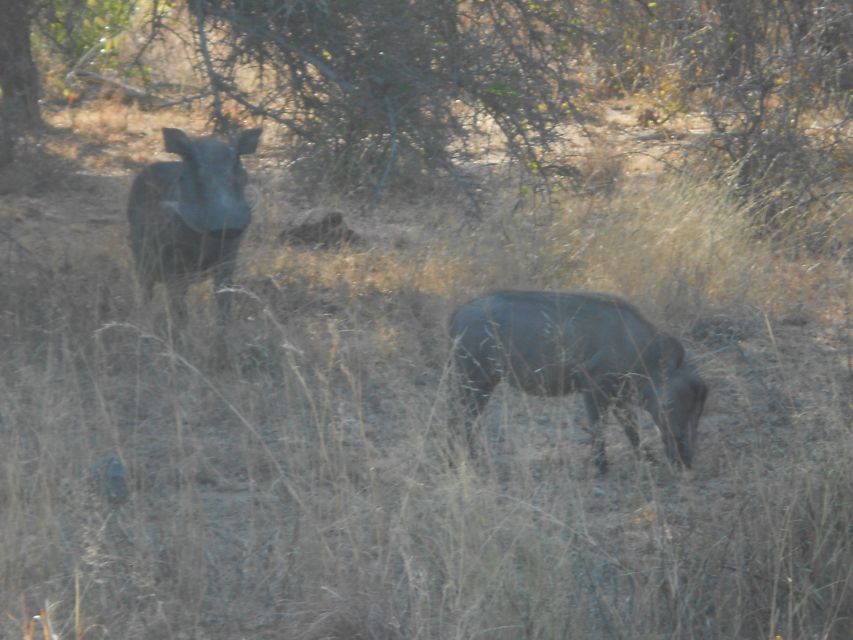 Kruger National Park Morning Safari - Experience