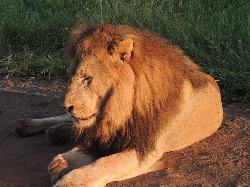 Kruger National Park: Wildlife-Watching Safari - Experience Highlights