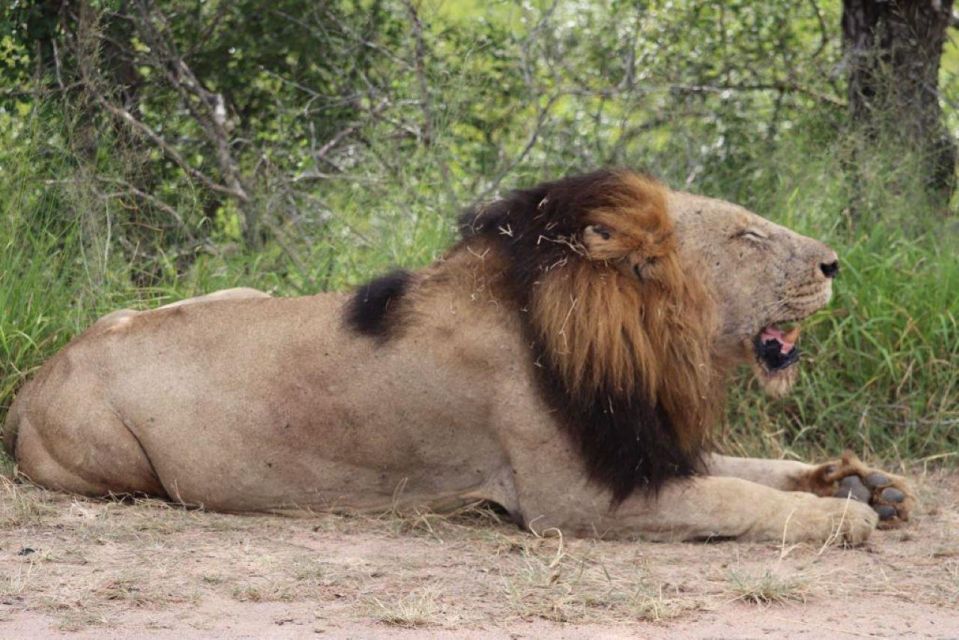 Kruger National Park, - Wildlife Encounters