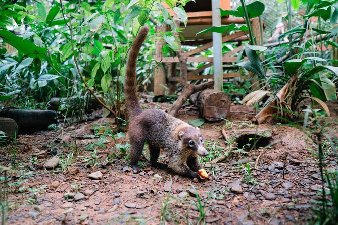 KSTR Re-Wilding Center Manuel Antonio (Sloth/Primate Park) - Experience Highlights