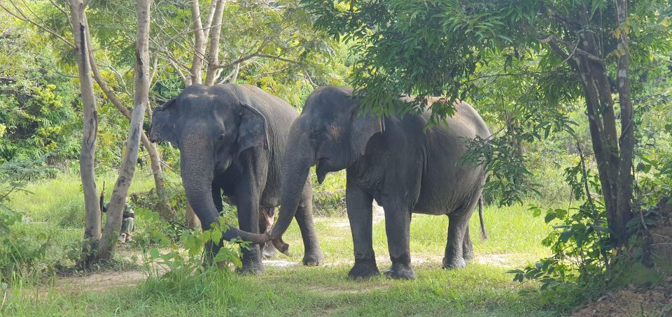 Kulen Elephant Forest & 1000 Lingas River Bed - Experience Highlights