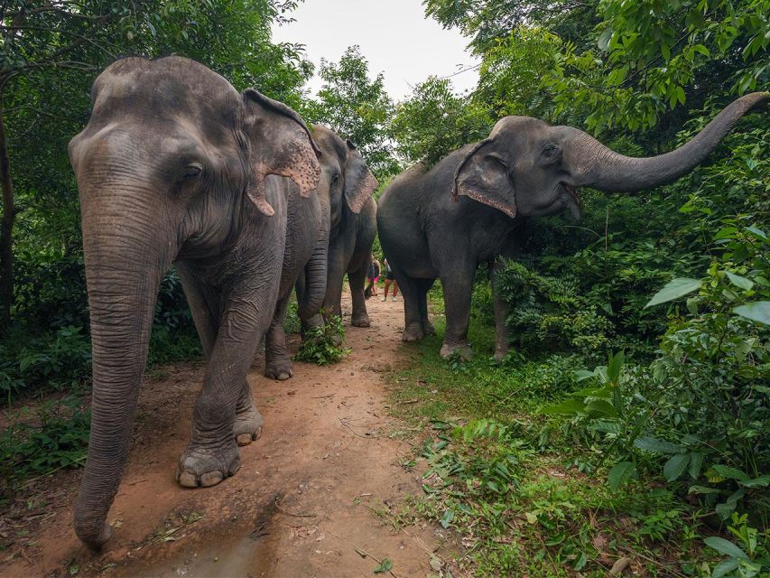 Kulen Elephant Forest Tour With Hotel Pick-Up & Drop off - Free Cancellation & Payment Options