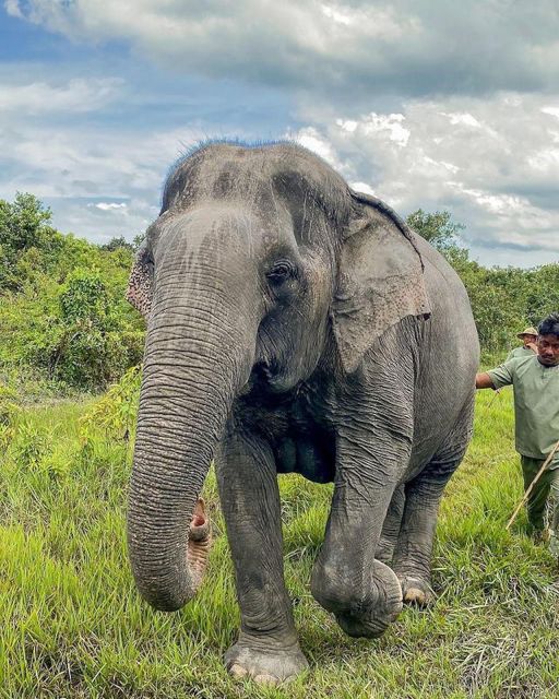 Kulen Elephant Siem Reap Forest in Small Group Tour - Experience Highlights