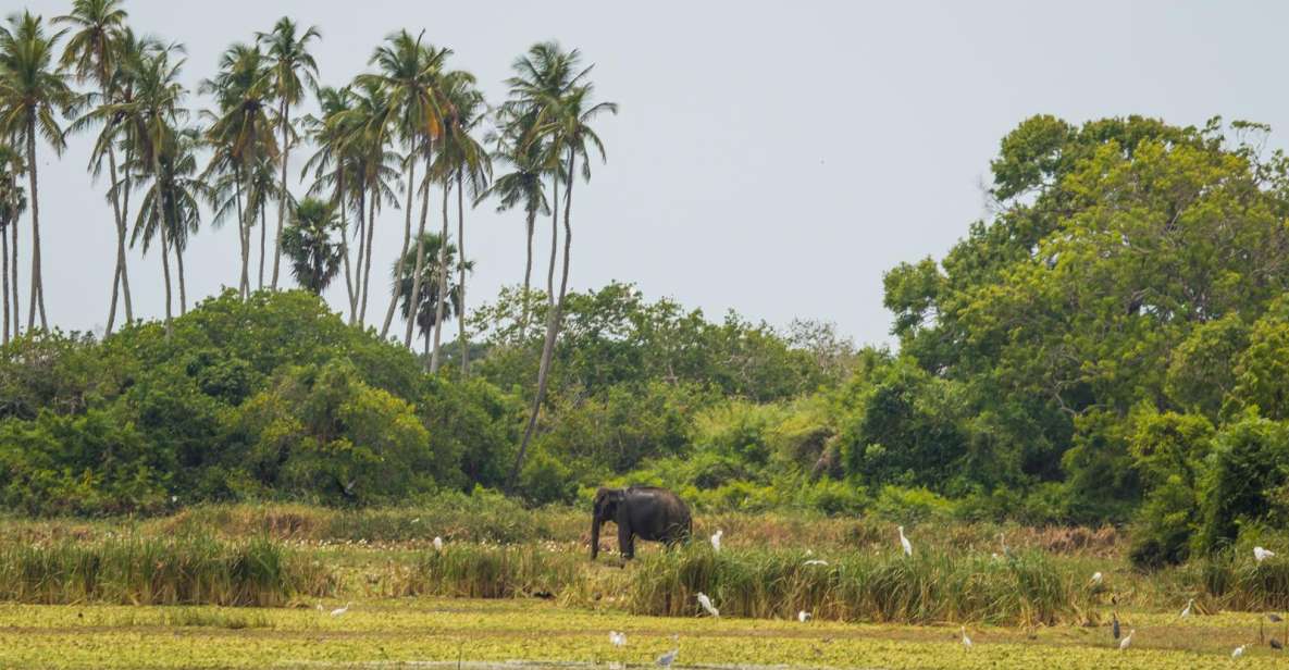 Kumana National Park Half Day Jeep Safari - Experience Details