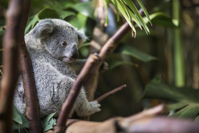 Kuranda Koala Gardens General Entry Ticket - Included Experiences