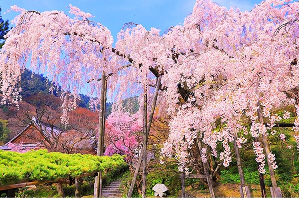 Kyoto: Cherry Blossom Highlights and Pontocho 1-Day Tour - Exploring Kamogawa River