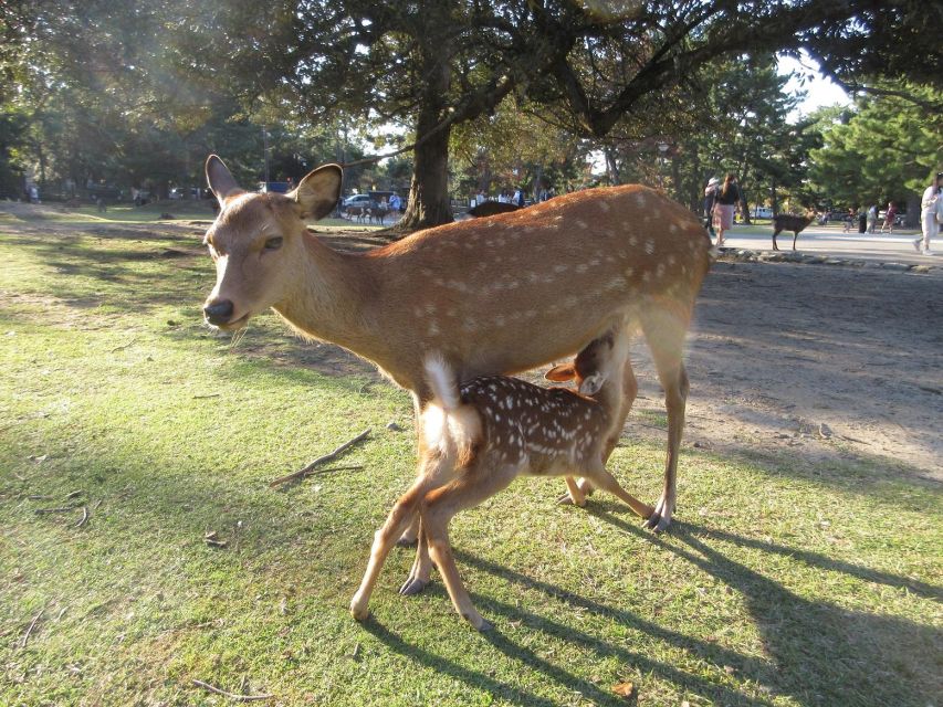 Kyoto-Nara: Great Buddha, Deer, Pagoda, 'Geisha' (Japanese) - Tour Highlights