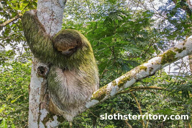 La Fortuna Sloth Tour (Mar ) - Logistics