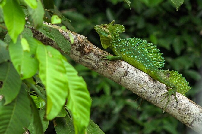 La Fortuna to Cano Negro by Boat Full-Day Tour With Admission (Mar ) - Customer Reviews