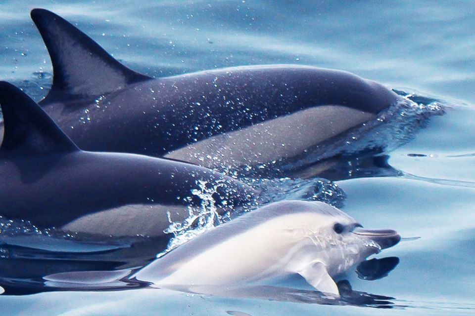 Lagos: Dolphin Watching With Professional Marine Biologists - Participant Information and Meeting Point