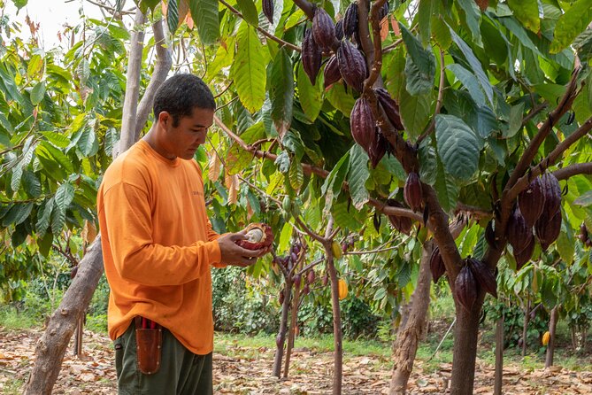 Lahaina: Maui Kuia Estate Guided Cacao Farm Tour and Tasting - Chocolate-Making Process Exploration