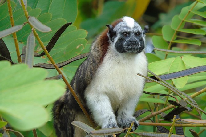 Lake Gatun Wildlife Tour From Panama City - Tour Highlights
