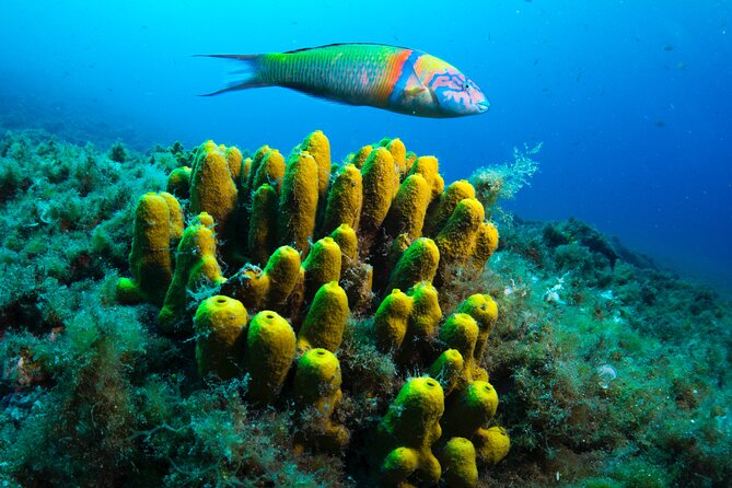 Lanzarote Introductory Scuba Diving Experience - Briefing and Training Provided