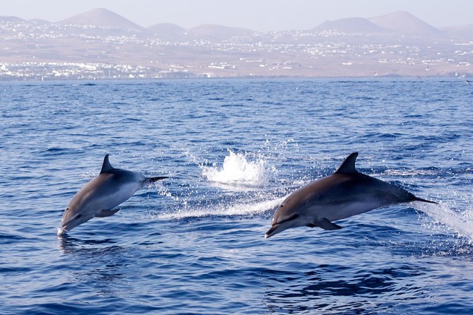 Lanzarote Sea Safari From Puerto Calero - Customer Feedback