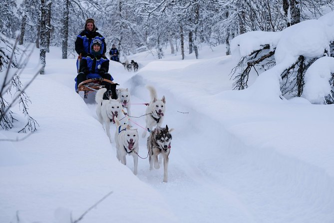 Lapland Husky Sled Safari From Tromso - Customer Feedback