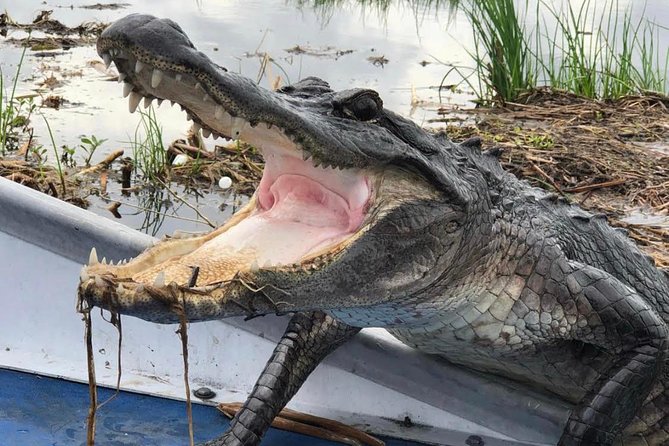 Large Airboat Swamp Tour With Transportation From New Orleans - Booking and Logistics