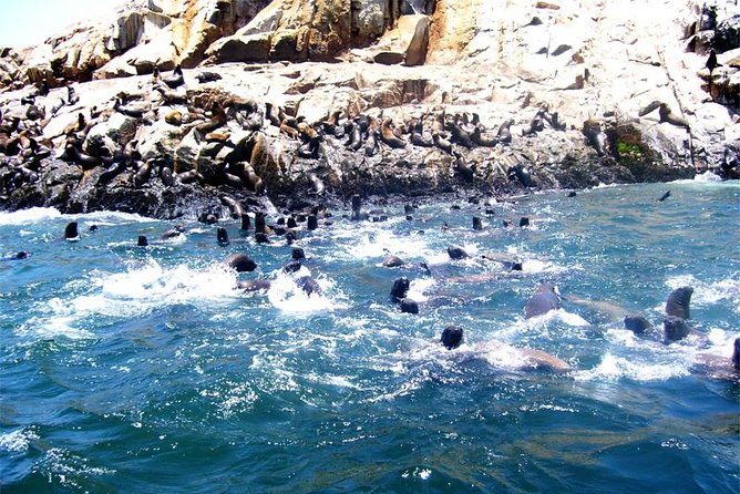 Lima: Palomino Islands Excursion & Swimming With Sea Lions With Hotel Transfers - Included Services