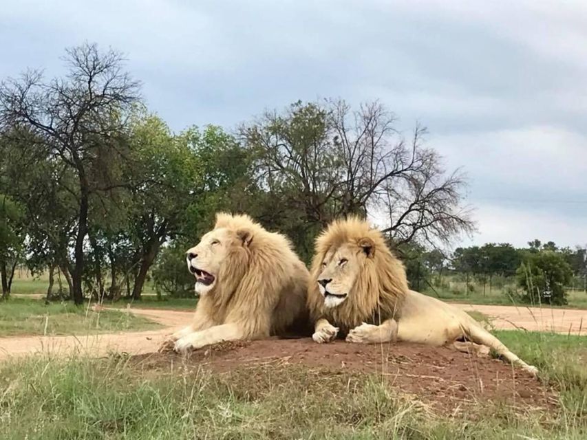 Lion Park Tour in Open Safari Vehicle - Experience and Activities