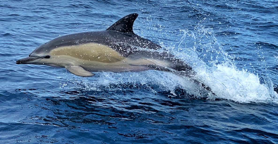 Lisbon: Dolphin Watching Boat Tour - Activity Duration