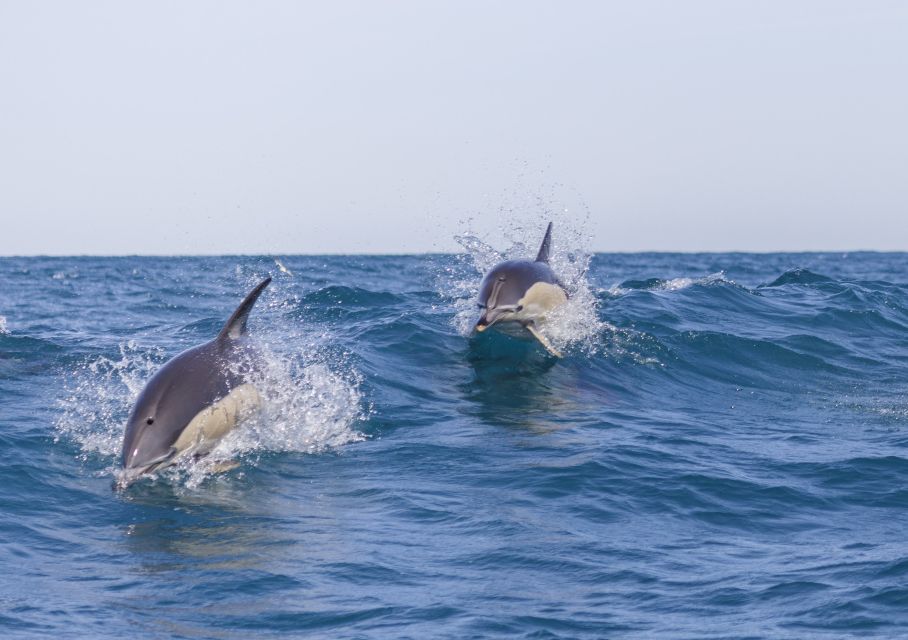 Lisbon: Dolphin Watching With Marine Biologist - Important Information