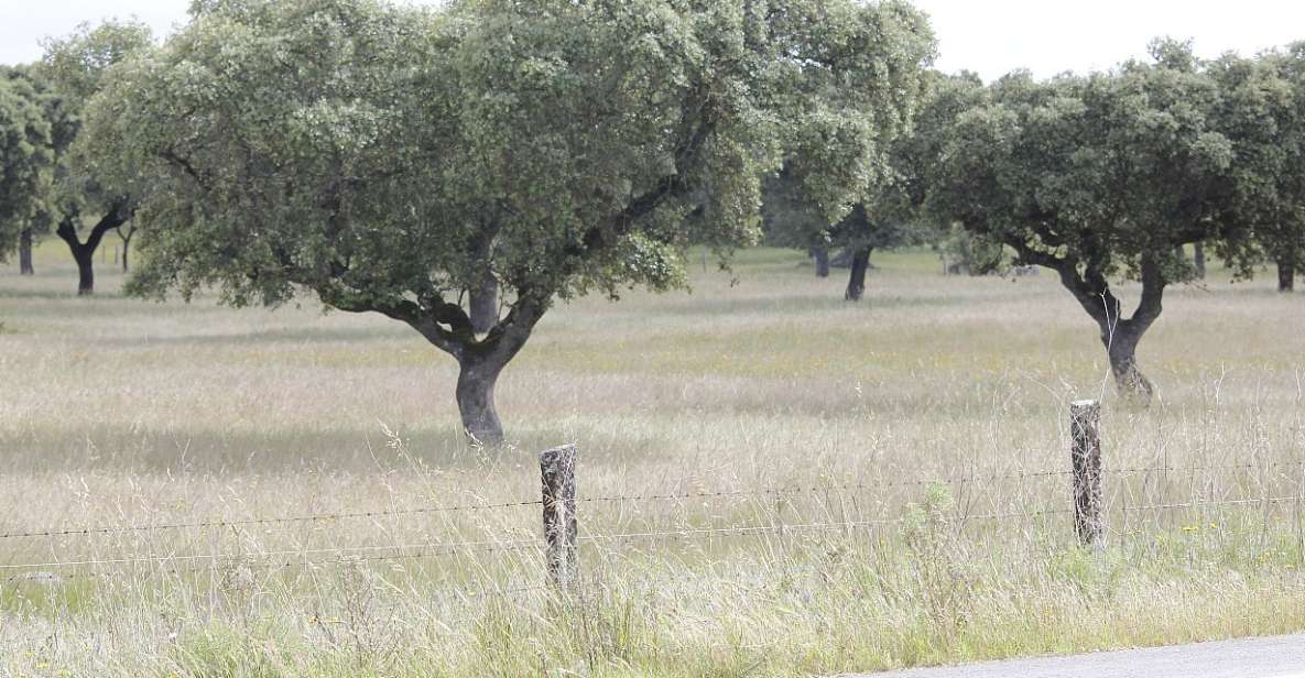 Lisbon: Private Tour to Évora and Cork Factory - Experience Highlights