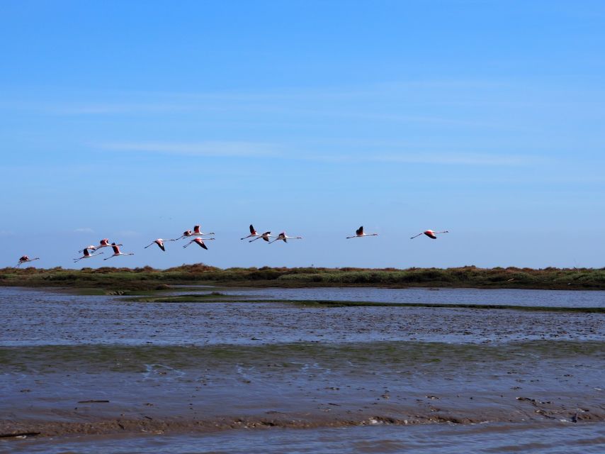 Lisbon: Tagus Estuary Nature Reserve Birdwatching Boat Tour - Experience Highlights