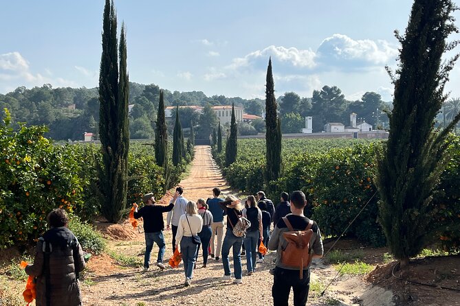 Live an Experience Among Orange Trees in Huerto Ribera - Cancellation Policy Details