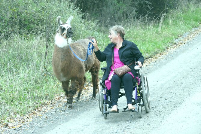 Llama Trek (Taster) - Kowhai River Valley and Native Woodland Tour - Booking and Pricing Details