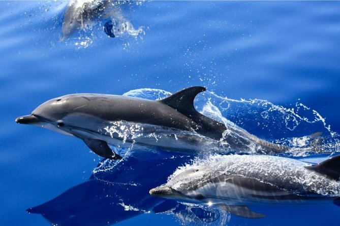 Lobos Island - the Dolphin Route - Admission and Group Size