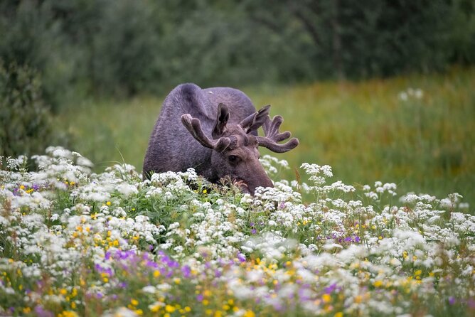 Lofoten Arctic Wildlife Safari - Booking Information