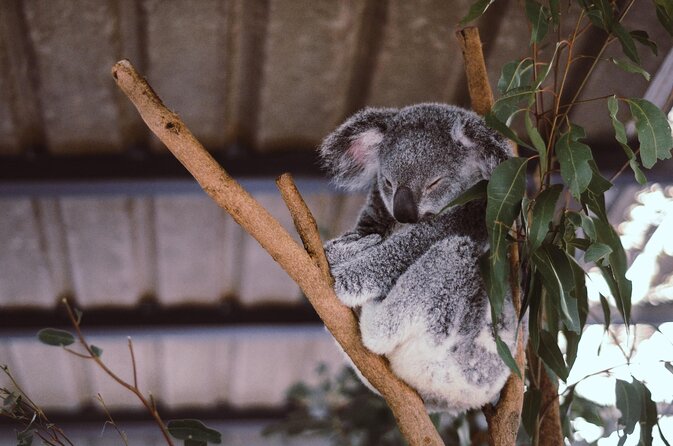 Lone Pine Koala Sanctuary Admission With Brisbane River Cruise - Experience Highlights