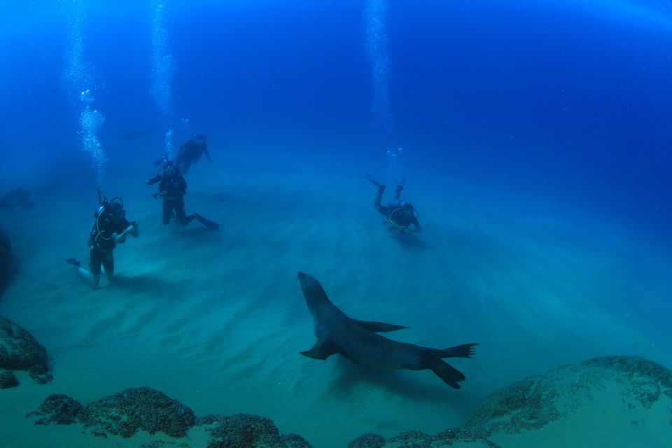 Los Cabos 3-Hour Certified Scuba Diving Tour - Experience Highlights