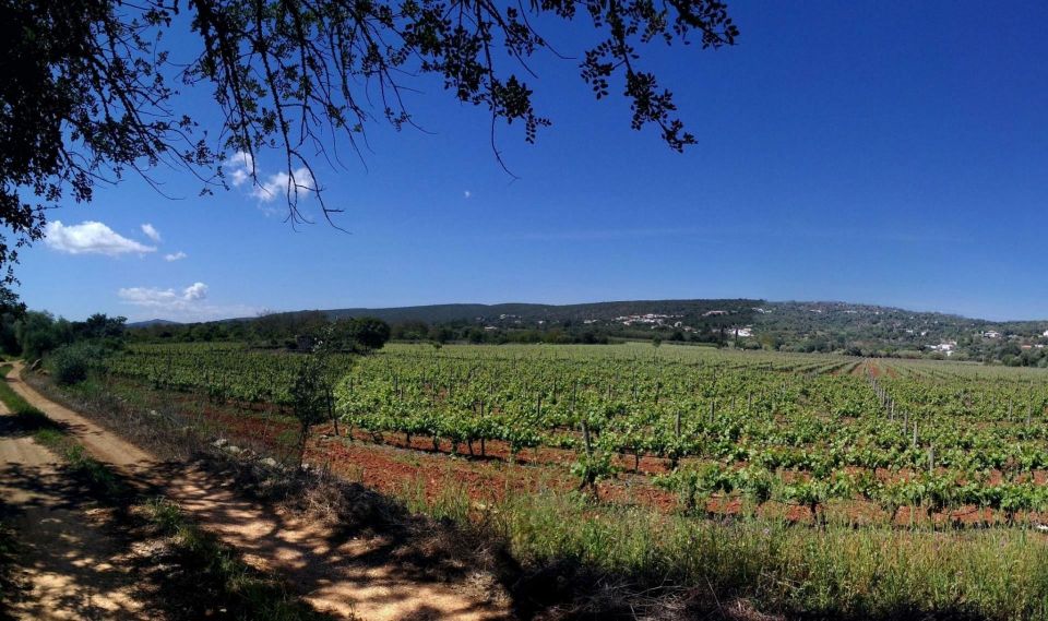 Loulé: Quinta Da Tôr Winery Guided Tour & Wine Tasting - Booking Flexibility and Guide Availability
