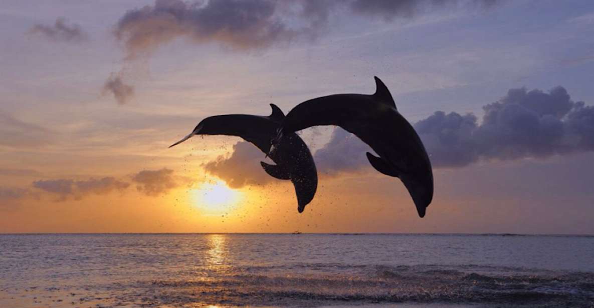 Lovina : Sunrise Dolphin Tour Snorkeling, Waterfall & Temple - Booking Information