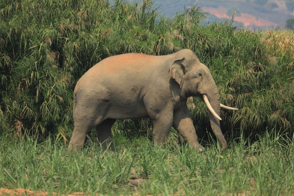 Luang Prabang Elepphant Keeper Bathe Option Kuangsi Tour - Elephant Keeper Experience