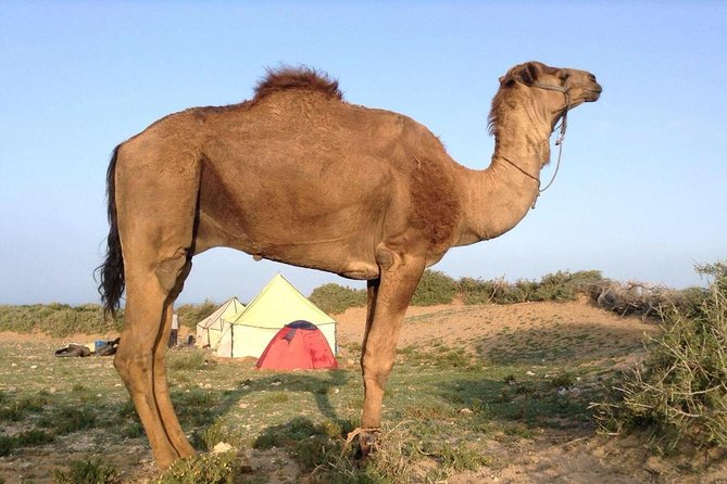 Luxury Private Day Trip - Atlas Mountains, Agafay Desert & Camels - Logistics Information