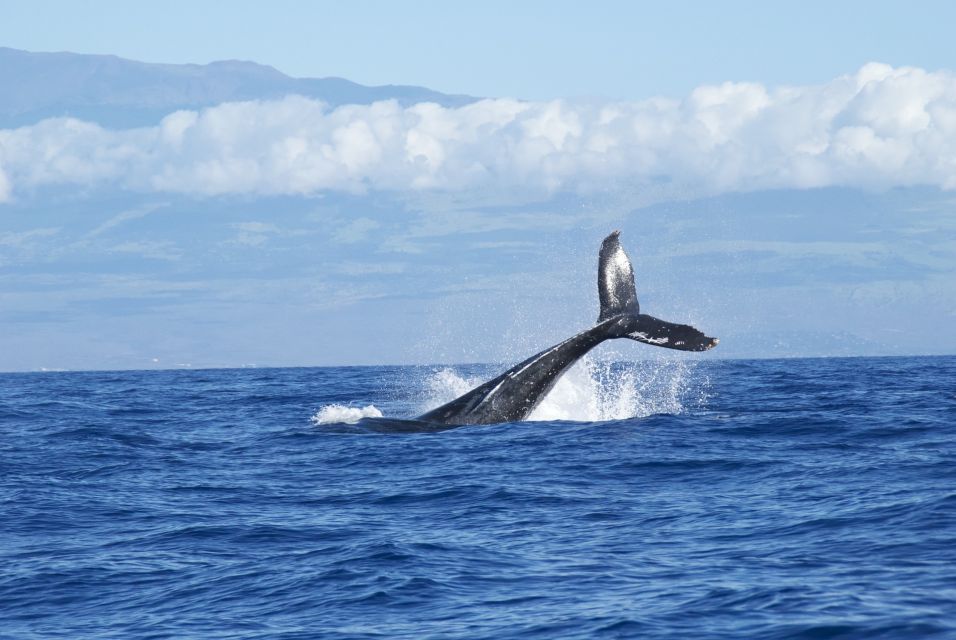 Maalaea: Small Group 2-Hour Whale Watch Experience - Whale Watching Experience Details