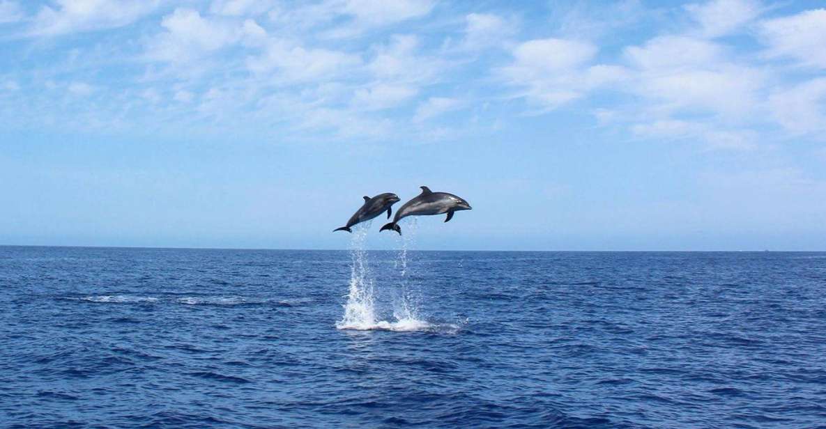 Madeira: 2.5-Hour Whale and Dolphin-Watching Cruise - Highlights
