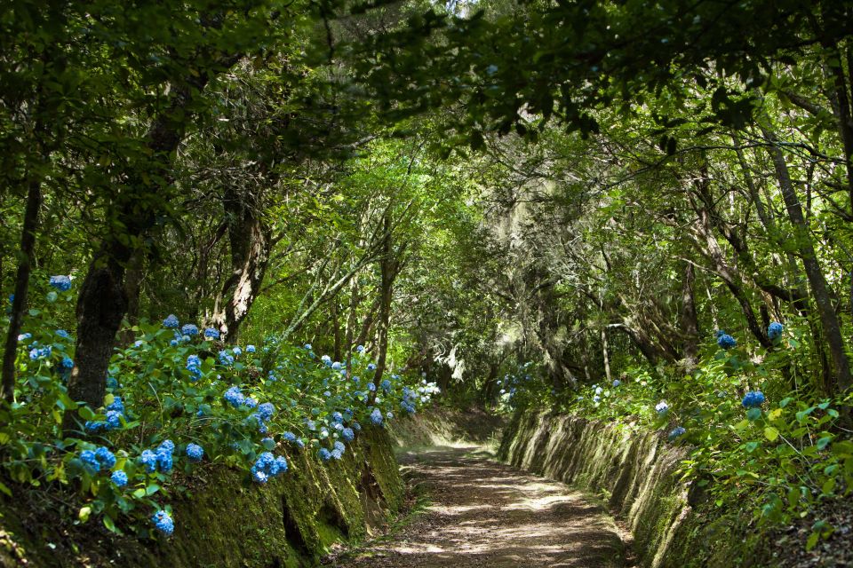 Madeira: Full-Day Laurel Forest Guided Walking Tour - Experience Highlights