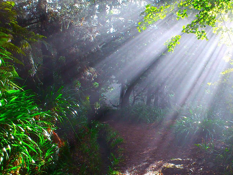 Madeira: Paradise Valley Levada Walk - Experience Details