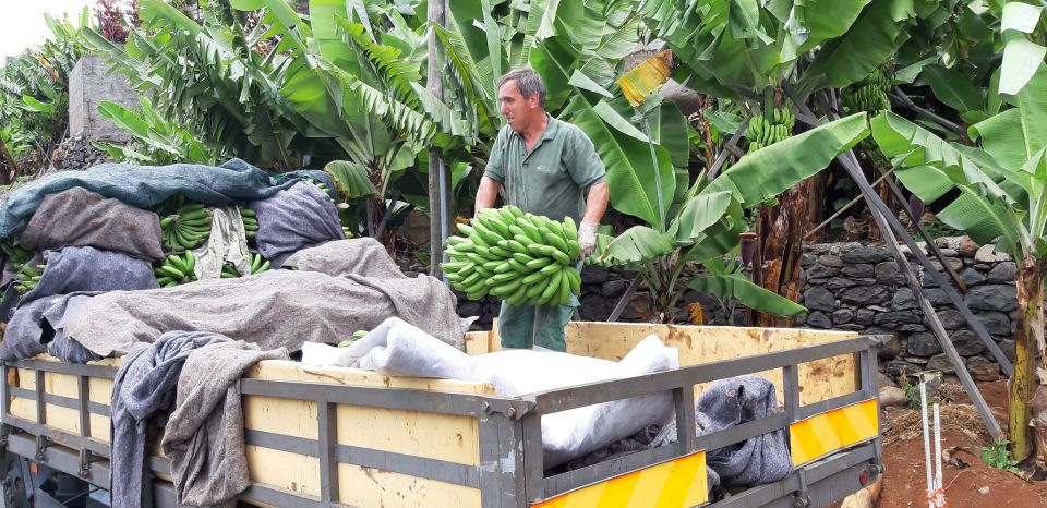 Madeira: Private Banana Farm Tour With Pickup - Experience Highlights