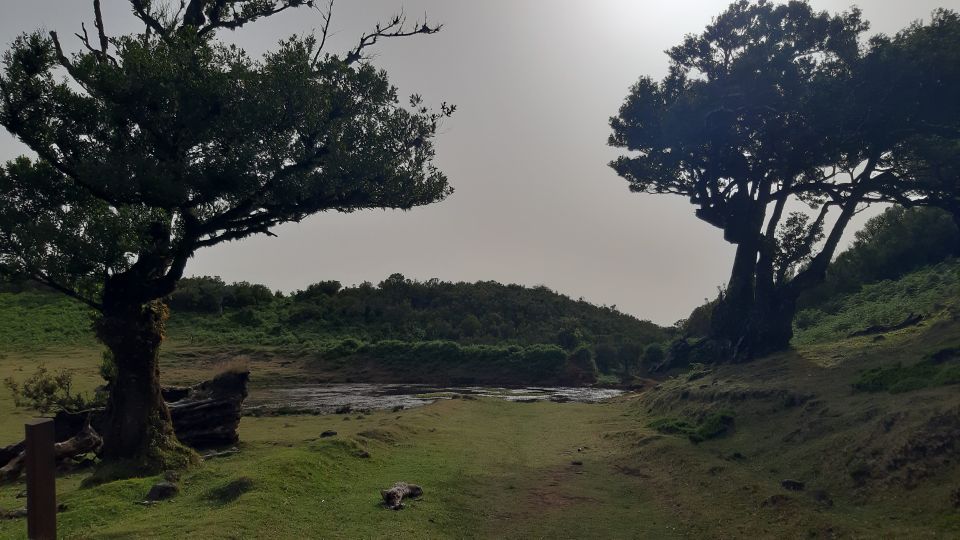 Madeira: Private Tour of Fanal Forest - Experience Highlights