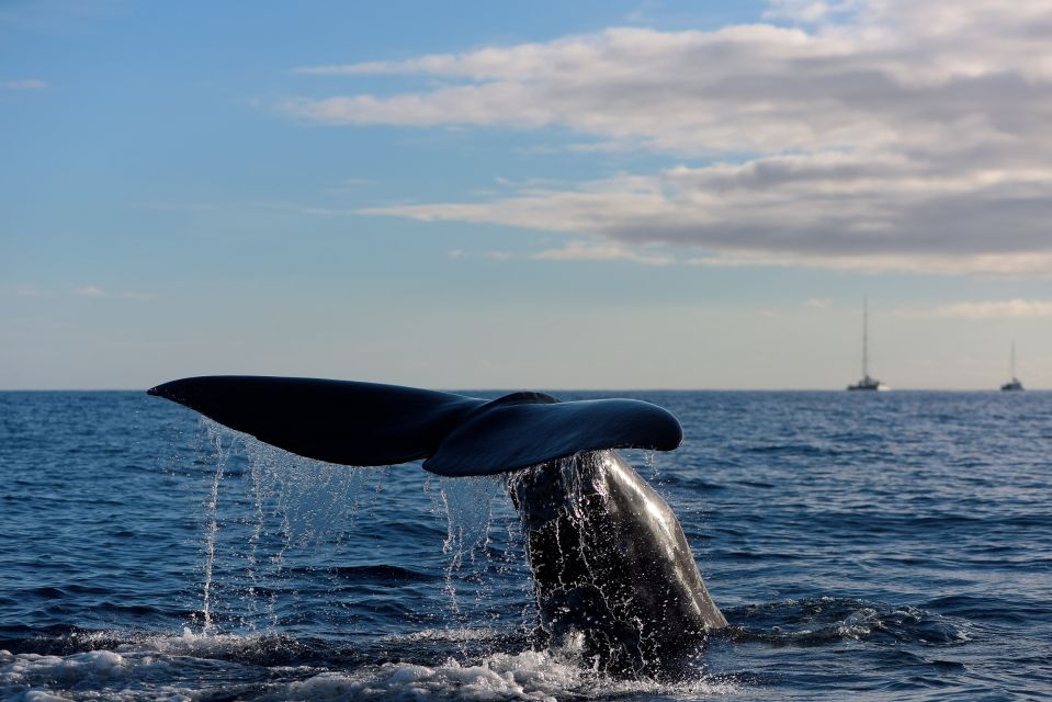 Madeira: Whale and Dolphin Watching Boat Tour From Machico - Experience and Activities