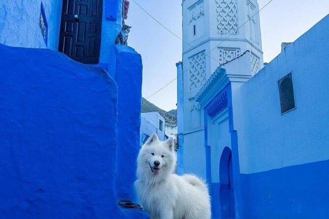 Magical Chefchaouen - Luxury Private Day Trip From Fes - Traveler Insights