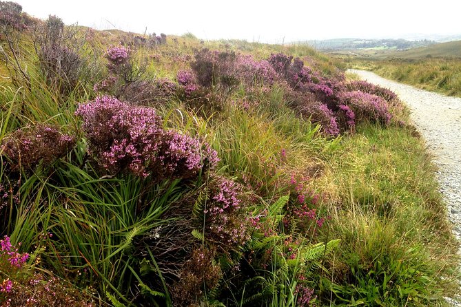 Magical Inishbofin Island on the Connemara Coast From Galway Including Lunch - Inclusions and Amenities