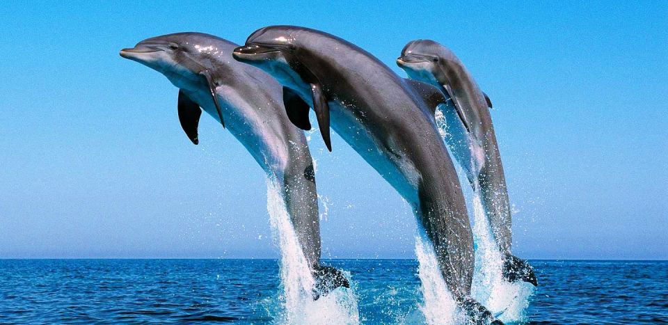 Makadi Bay: Dolphin Watching Boat Tour W/ Private Transfers - Activity Highlights
